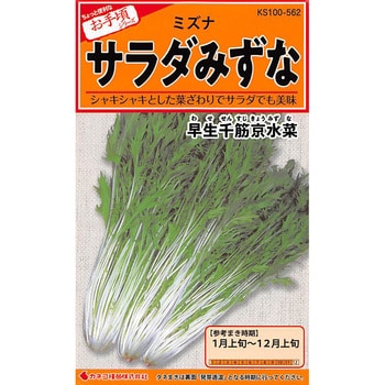 562 【タネ】サラダみずな 早生千筋京水菜 1セット(5袋) カネコ種苗 【通販モノタロウ】