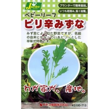 【タネ】ベビーリーフ_ピリ辛みずな カネコ種苗