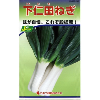 【タネ】下仁田ねぎ - カネコ種苗