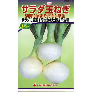 251 【タネ】サラダ玉ねぎ 浜育 早生 1セット(5袋) カネコ種苗 【通販モノタロウ】