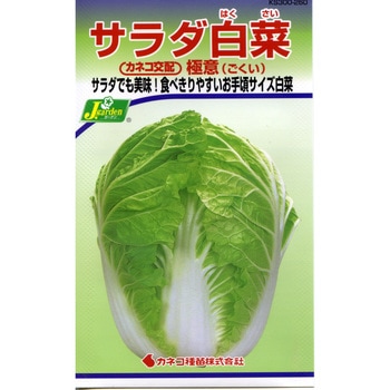 【タネ】サラダ白菜 極意 カネコ種苗