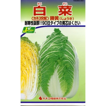 【タネ】白菜 勝黄 カネコ種苗