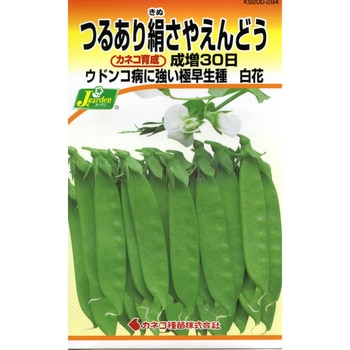 【タネ】つるあり絹さやえんどう 成増30日(白花) カネコ種苗