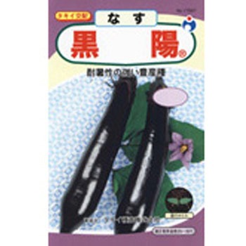 【タネ】黒陽茄子 ウタネ