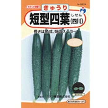 【タネ】短型四葉(四川) ウタネ