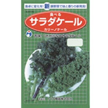 タネ】サラダケールカリーノケール ウタネ 野菜の種 通年 【通販モノタロウ】