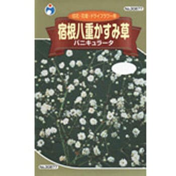 タネ】宿根八重かすみ草 バニキュラータ ウタネ 植物・草花の種 通年
