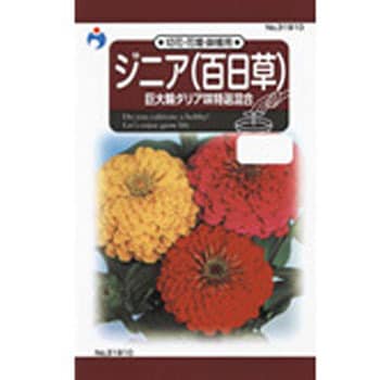 タネ ジニア 巨大輪ダリア咲特選混合 ウタネ 植物 草花の種 春まき 通販モノタロウ
