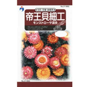 タネ】帝王貝細工 モンストローサ混合 ウタネ 植物・草花の種 通年