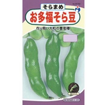 25752 【タネ】お多福そら豆 (LL) 1袋(100mL) ウタネ 【通販モノタロウ】