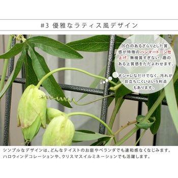 アイアン製グリーンカーテン グラフ 住まいスタイル