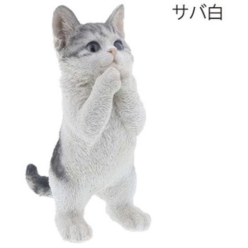 ベニーズキャット(ちょうだい) 紅石