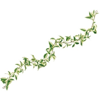 トラディスカンティアガーランド 東京堂