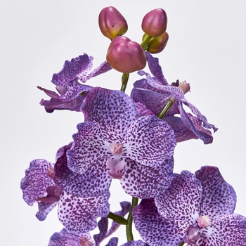 フレアバンダオーキッド MAGIQ(東京堂)