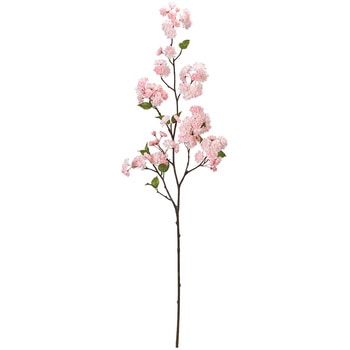 かすみ八重桜 MAGIQ(東京堂)