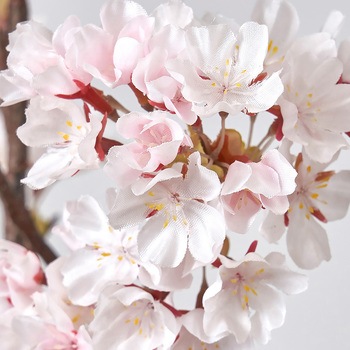 ときわ桜 MAGIQ(東京堂)