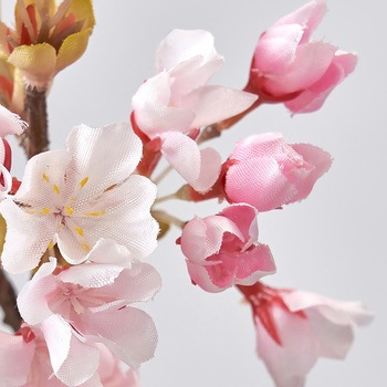 ときわ桜 MAGIQ(東京堂)