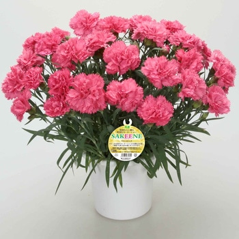 ガーデンカーネーション マミーキッス 3色セット カネコ種苗 苗 通販モノタロウ Sxm0