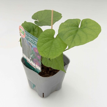 SCR023 �P�[�v�^�E���u���[ 10.5cm�|�b�g �J�l�R��c 76679217