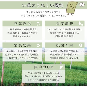国産い草ラグ(裏貼り) エンペラー 萩原