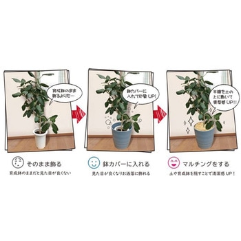 ひのき木綿 100g アップルウェアー