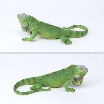 1280px-Green_Iguana_-