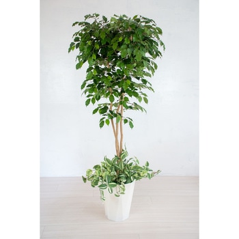 人工樹木/人工観葉植物 ベンジャミン寄植 岩や