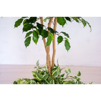 人工樹木/人工観葉植物 ベンジャミン寄植 岩や