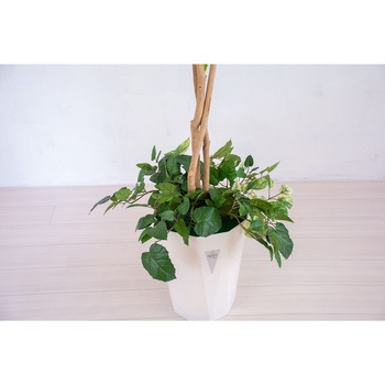 人工樹木/人工観葉植物 シラカシ寄植 岩や