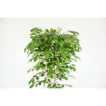 人工樹木/人工観葉植物 ベンジャミン 岩や