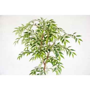人工樹木/人工観葉植物 シラカシ 岩や