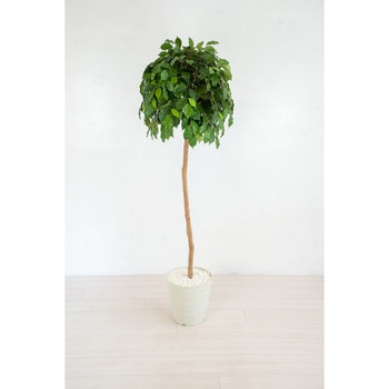 人工樹木/人工観葉植物 ベンジャミン 岩や