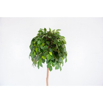 人工樹木/人工観葉植物 ベンジャミン 岩や