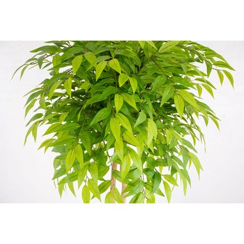 人工樹木/人工観葉植物 フランスベンジャミン 150cm 岩や