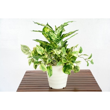 人工樹木/人工観葉植物 ディフェンバキア寄植 岩や