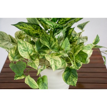 人工樹木/人工観葉植物 ディフェンバキア寄植 岩や