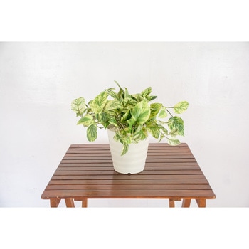 人工樹木/人工観葉植物 ポトス 岩や