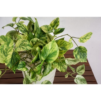 人工樹木/人工観葉植物 ポトス 岩や