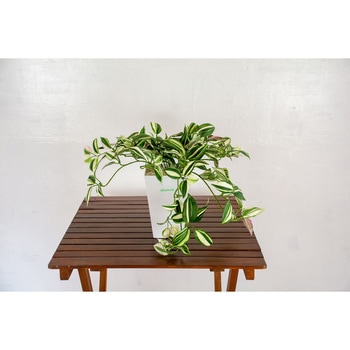 人工樹木/人工観葉植物 ワンダーリング 岩や