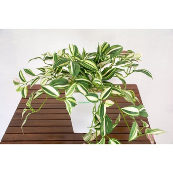 人工樹木/人工観葉植物 ワンダーリング 岩や