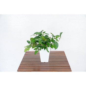 人工樹木/人工観葉植物 ブドウ 岩や