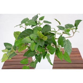 人工樹木/人工観葉植物 ブドウ 岩や