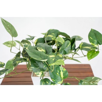 人工樹木/人工観葉植物 ポトス 岩や