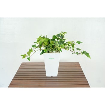 人工樹木/人工観葉植物 アイビー 岩や