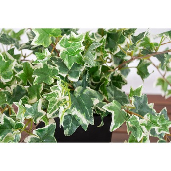 人工樹木/人工観葉植物 オランダアイビー 岩や