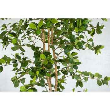 人工樹木/人工観葉植物 ガジュマル 岩や