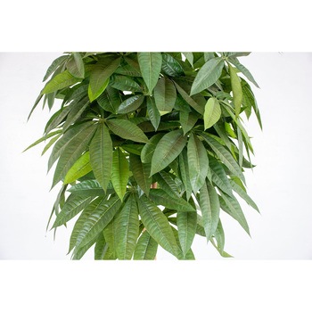人工樹木/人工観葉植物 パキラ 岩や