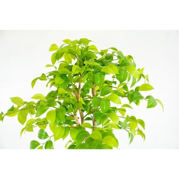 人工樹木/人工観葉植物 ナツツバキ 岩や