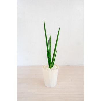 人工樹木/人工観葉植物 サンセベリア 岩や
