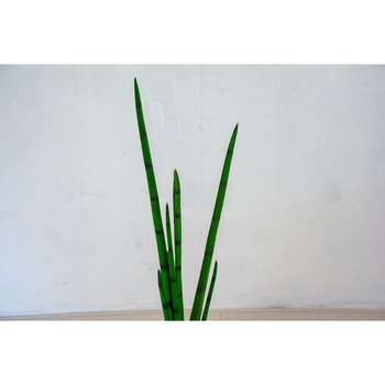 人工樹木/人工観葉植物 サンセベリア 岩や